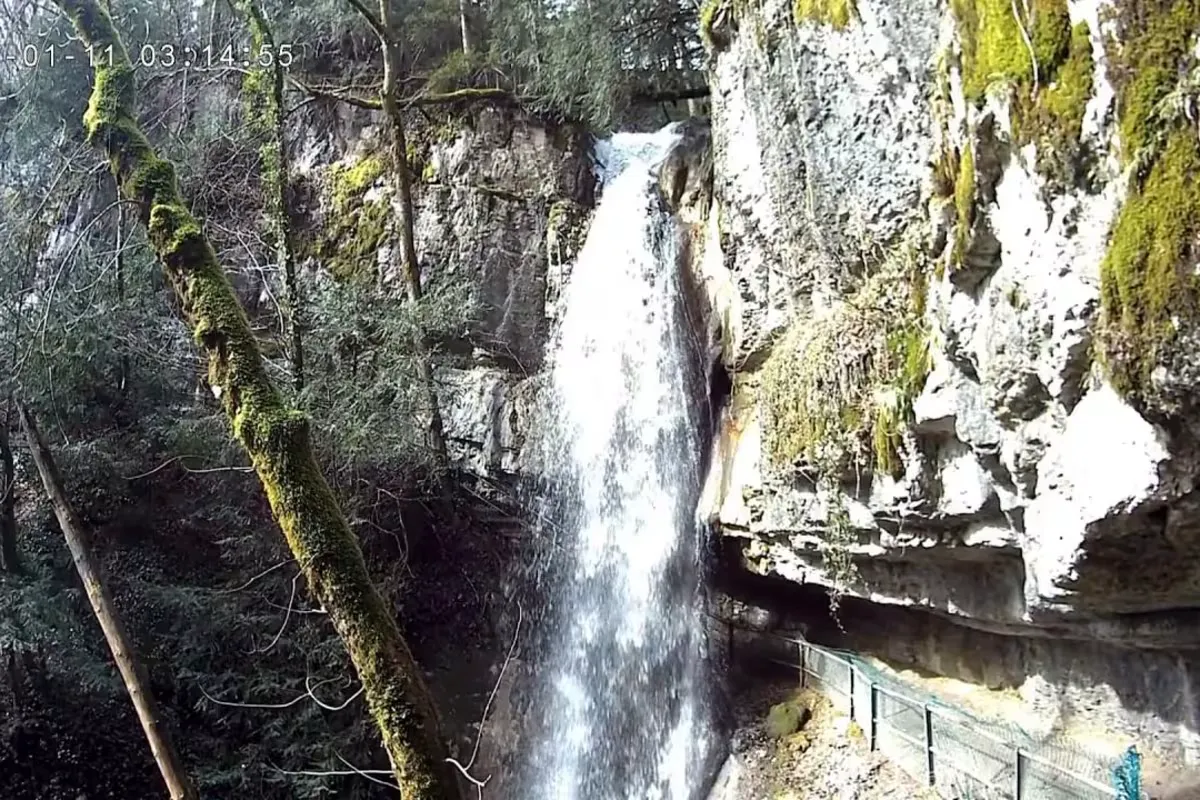Forêt verdoyante